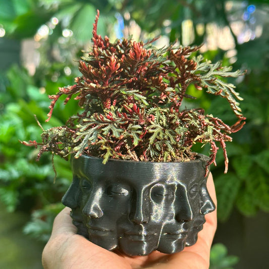 Mirror Face 3D Print Planter