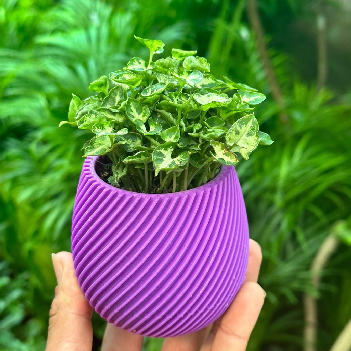 Spiral Planter 3D Print